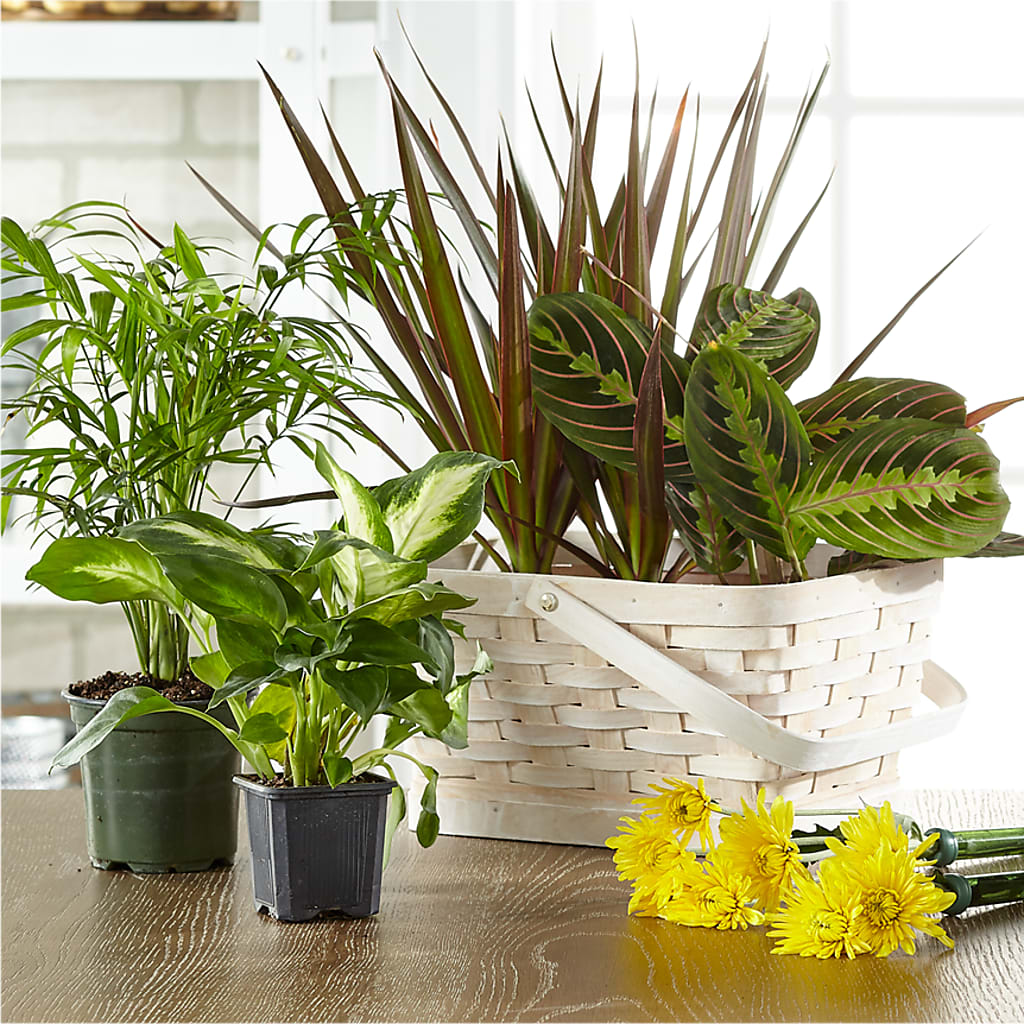 Florist Designed Blooming and Green Plants in a Basket – Citiflowers, Silver Spring MD