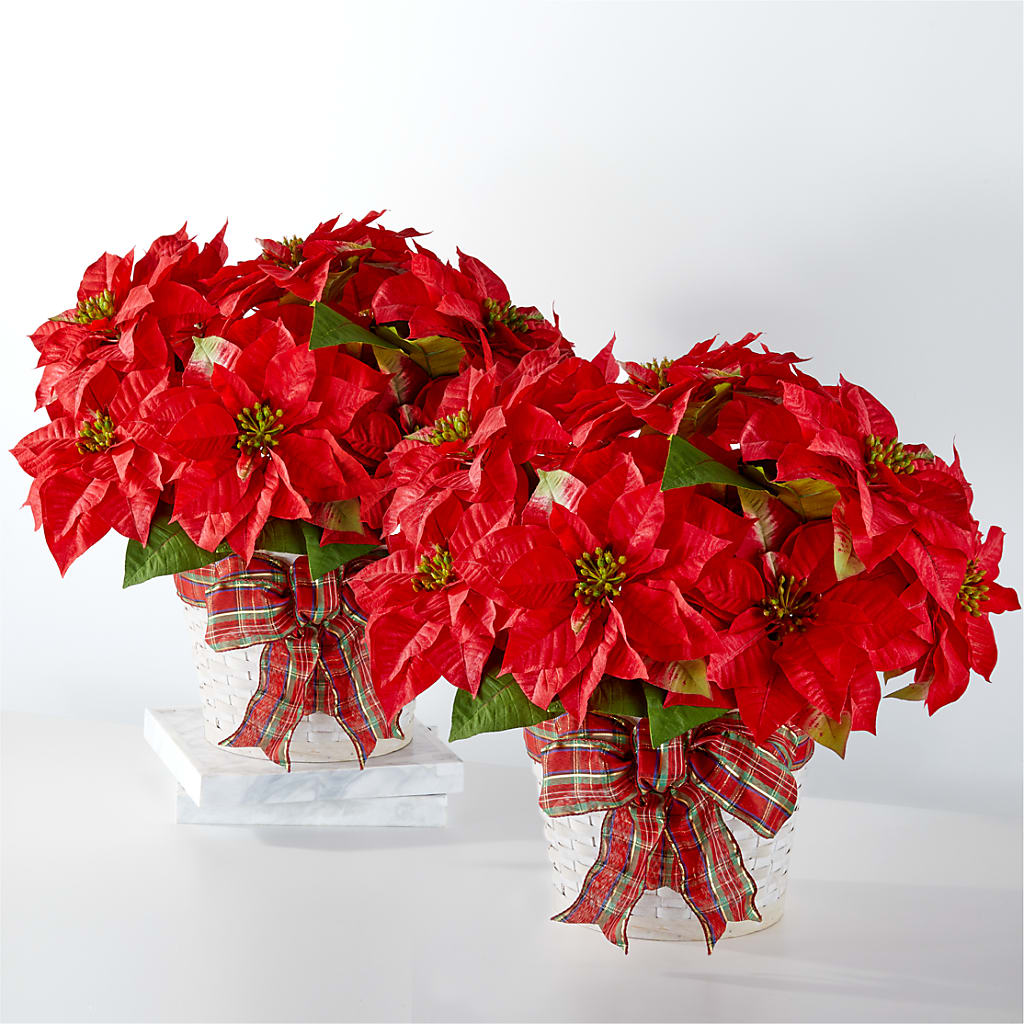 Happiest Holidays Poinsettia Bundle – Citiflowers, Silver Spring MD