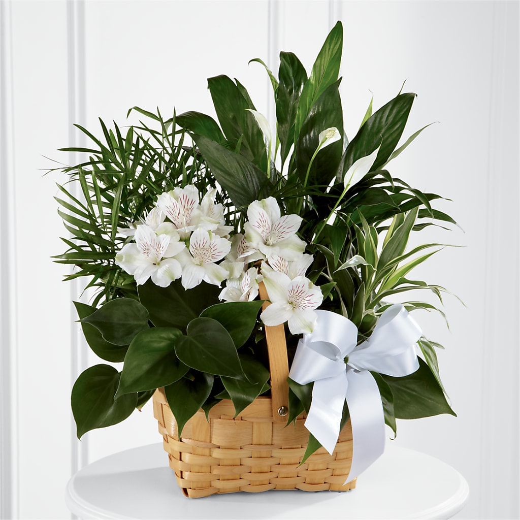 Peace & Serenity Dishgarden – Citiflowers, Silver Spring MD