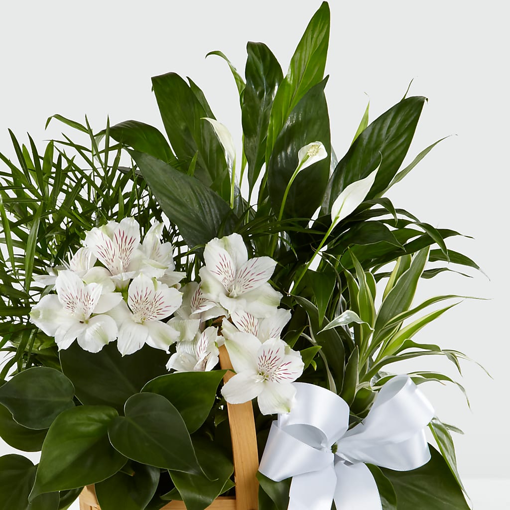 Peace & Serenity Dishgarden – Citiflowers, Silver Spring MD