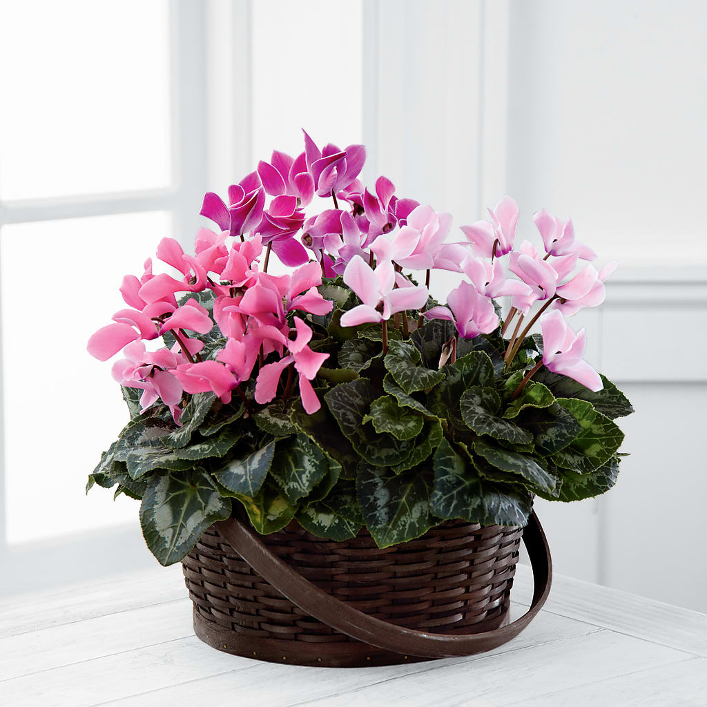 Mixed Cyclamen Planter – Citiflowers, Silver Spring MD
