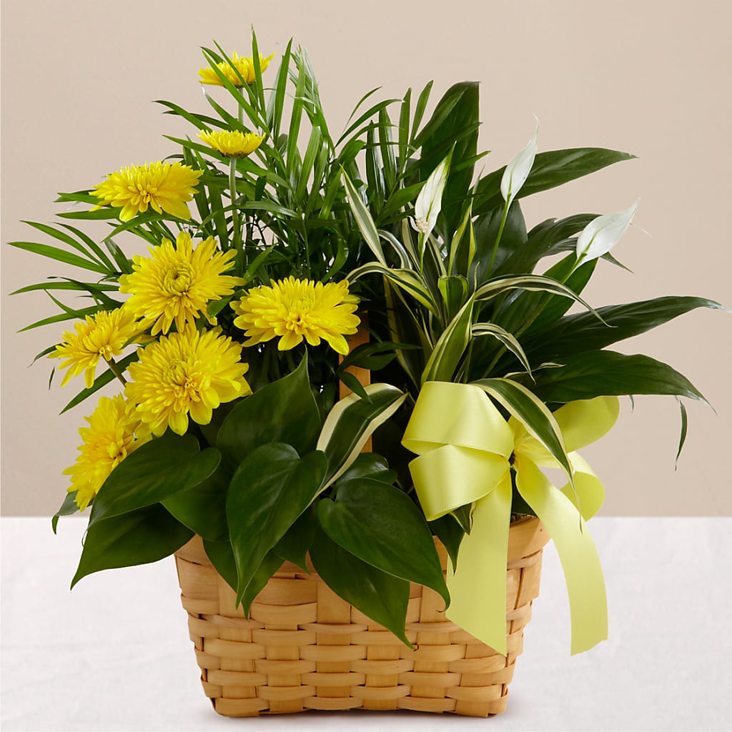 Loving Light Dishgarden – Citiflowers, Silver Spring MD