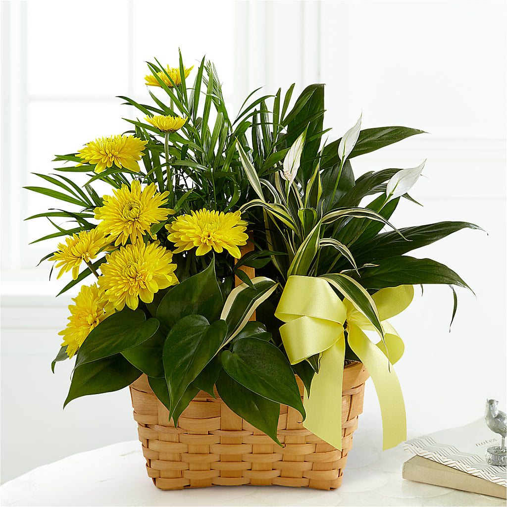 Loving Light Dishgarden – Citiflowers, Silver Spring MD