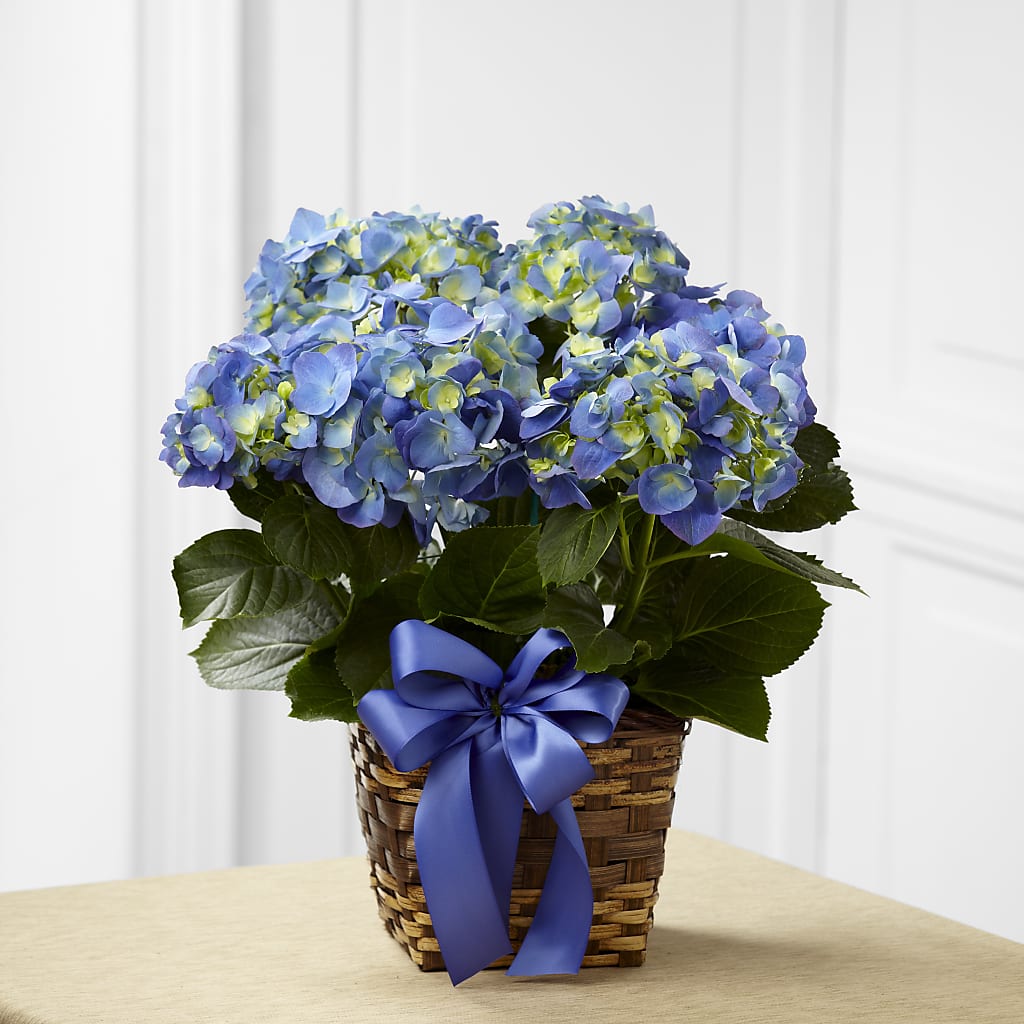 Blue Hydrangea Planter – Citiflowers, Silver Spring MD