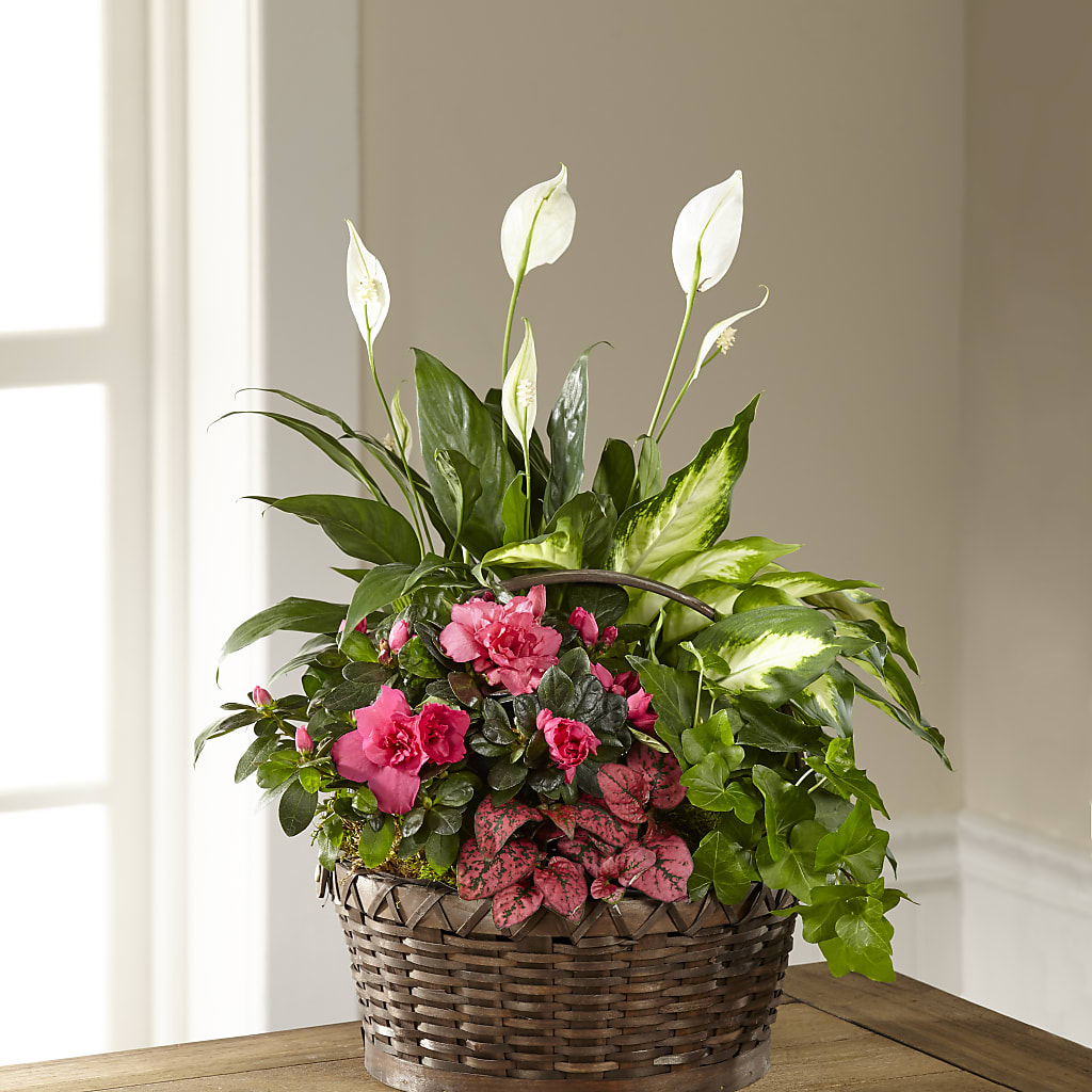 Dream in Pink Dishgarden – Citiflowers, Silver Spring MD