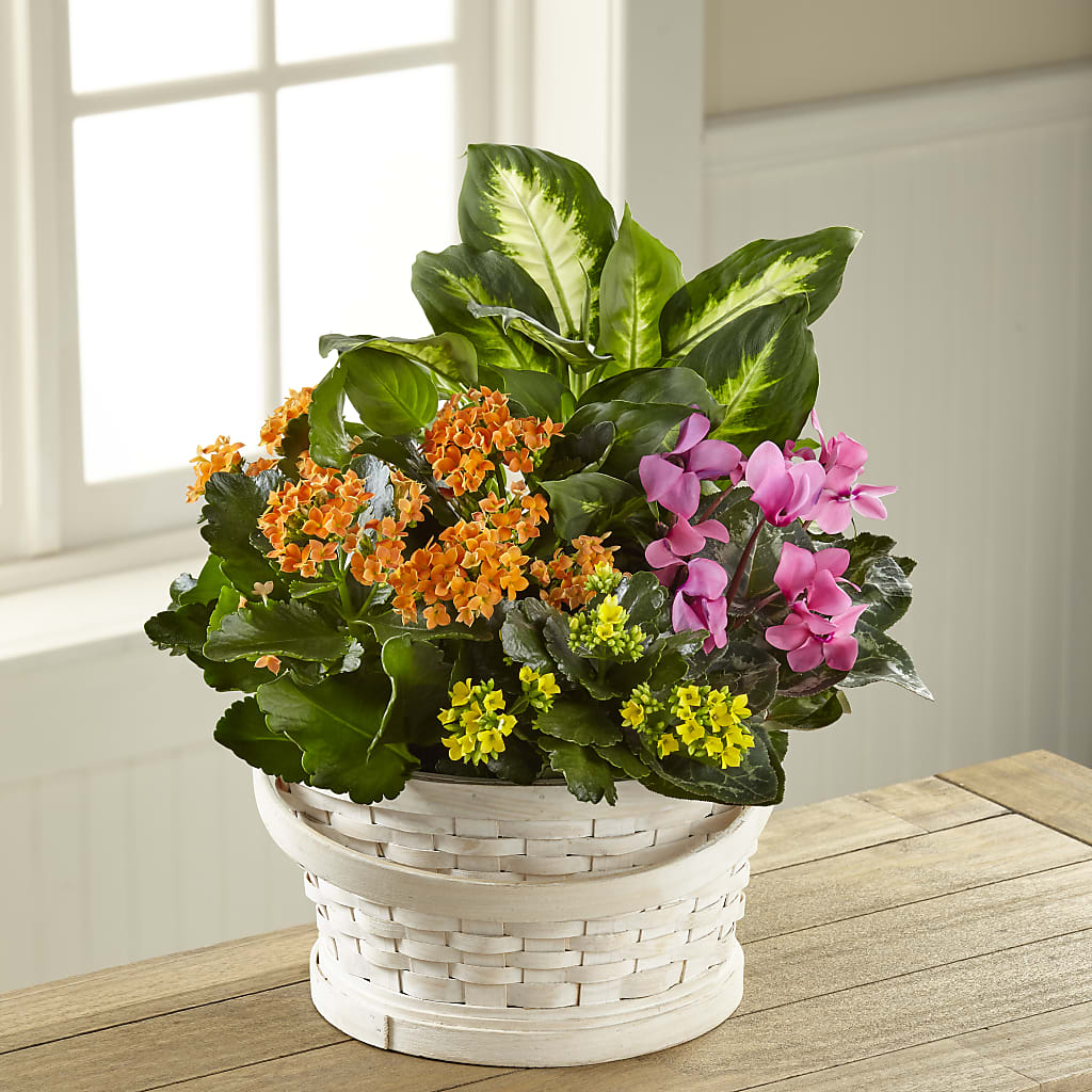Color Crush Dishgarden – Citiflowers, Silver Spring MD