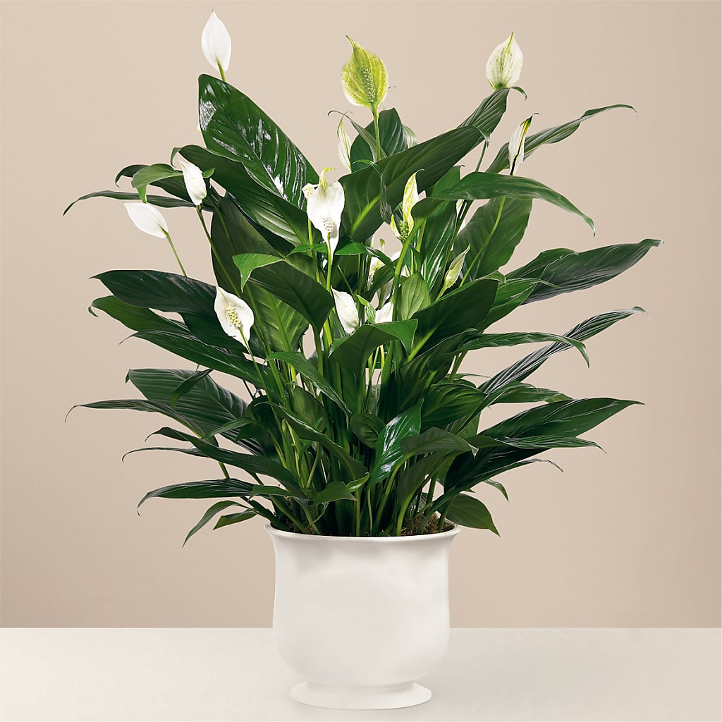 Comfort Planter – Citiflowers, Silver Spring MD