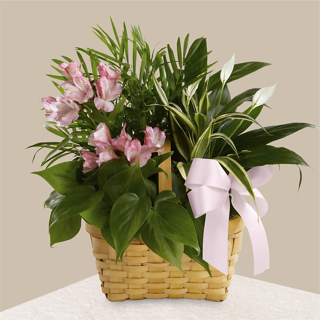 Living Spirit Dishgarden – Citiflowers, Silver Spring MD