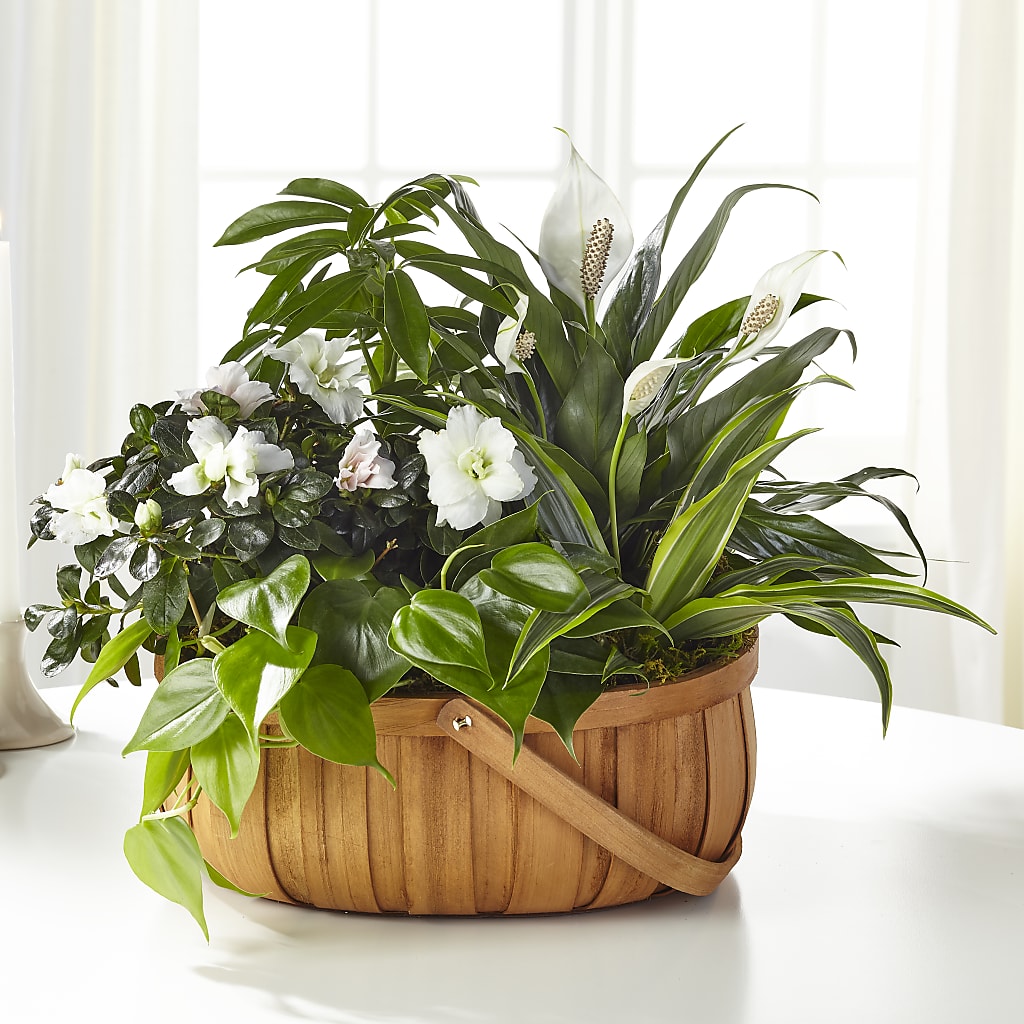 Serene Dishgarden – Citiflowers, Silver Spring MD