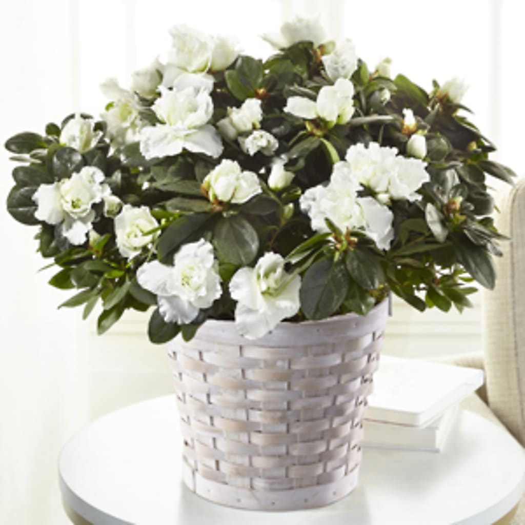 White Azalea Plant – Citiflowers, Silver Spring MD