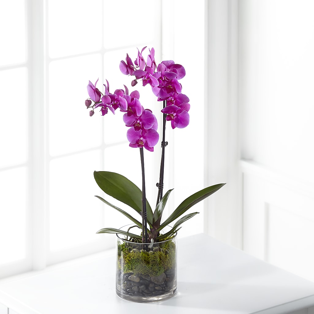 Pink Orchid Plant – Citiflowers, Silver Spring MD