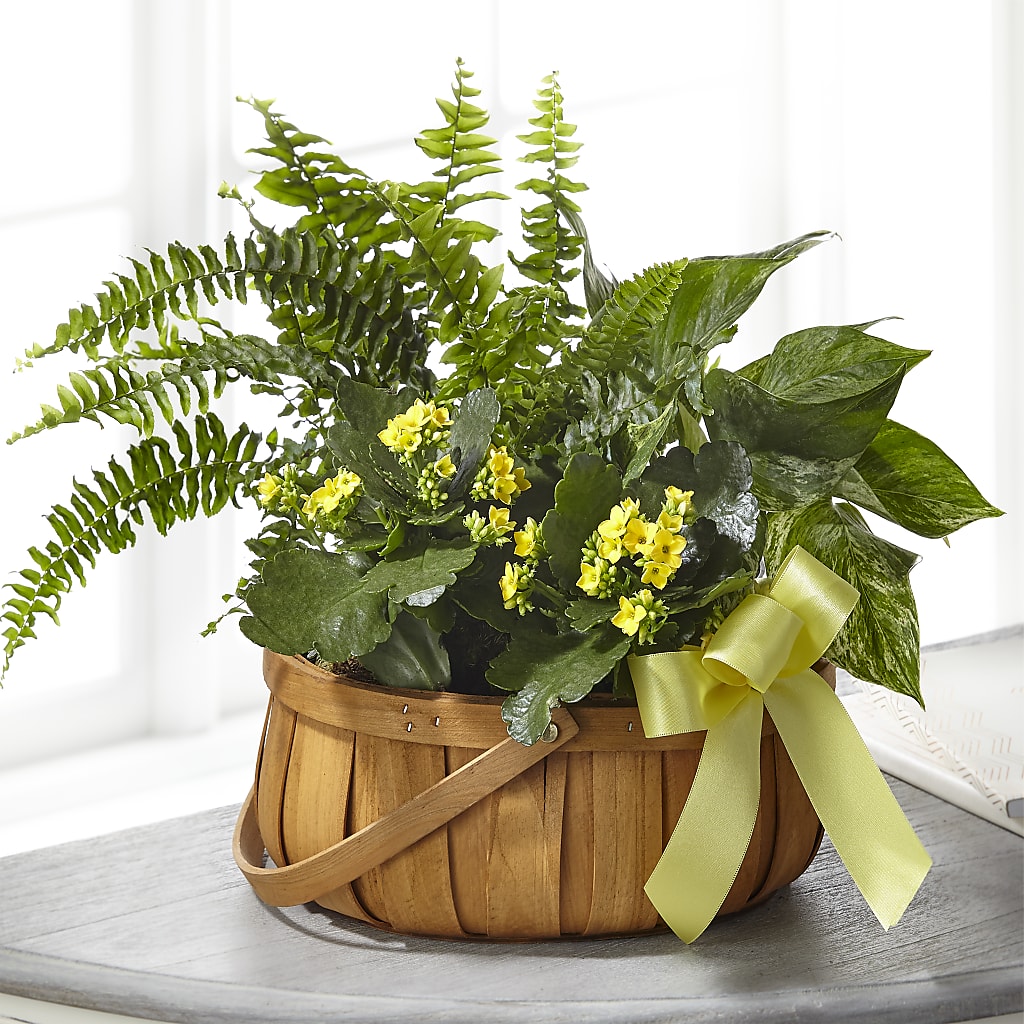 Always Dear Dishgarden – Citiflowers, Silver Spring MD