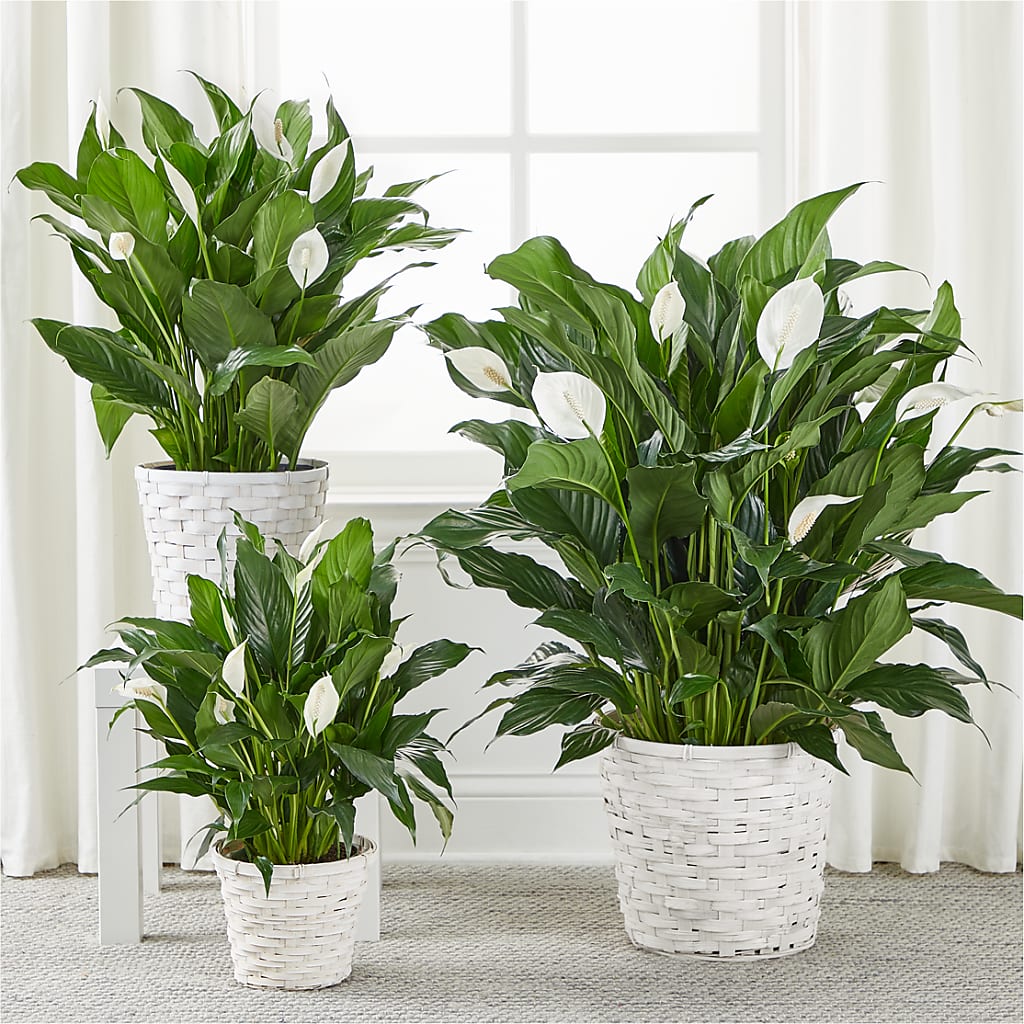 A New Leaf Peace Lily – Citiflowers, Silver Spring MD