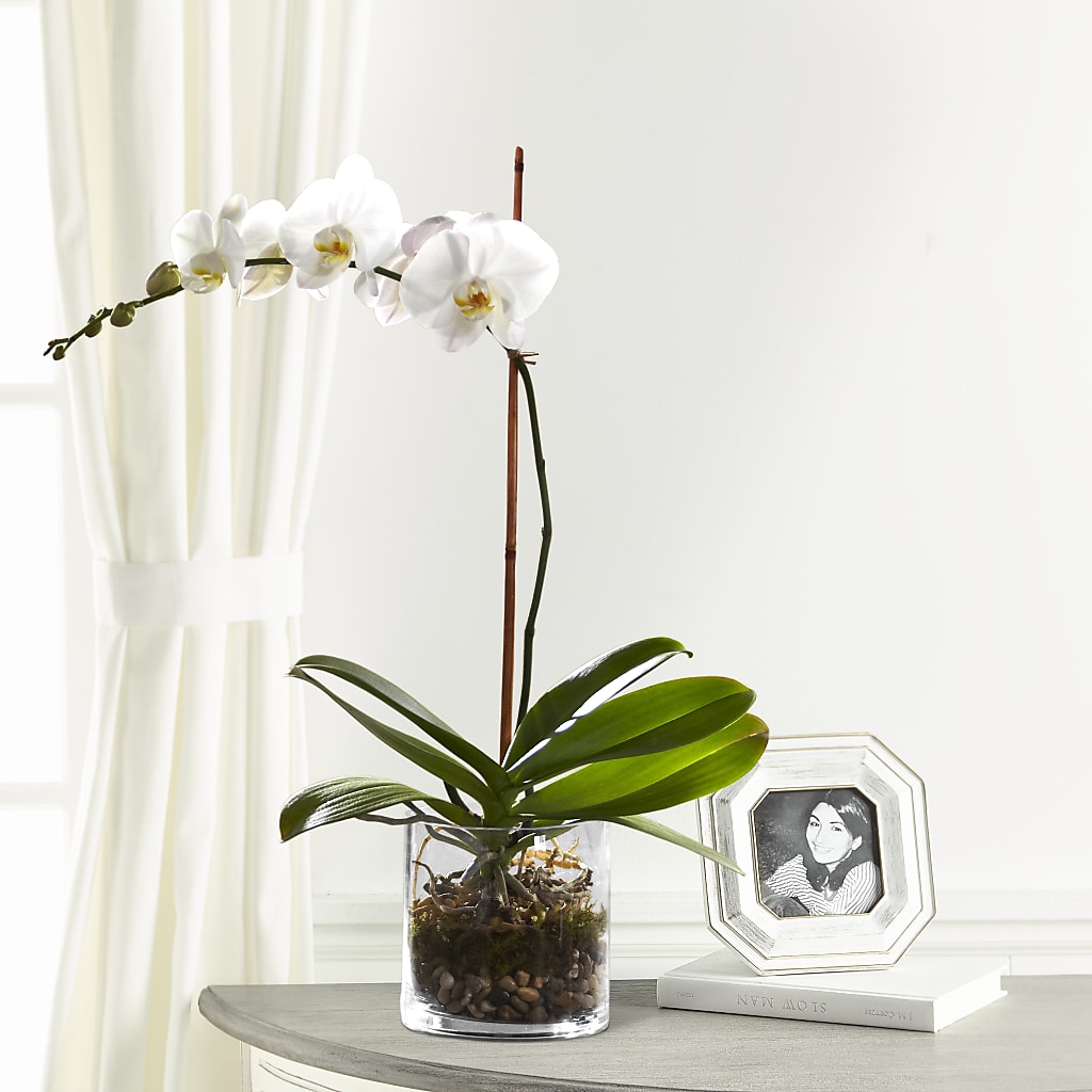 White Orchid Planter – Citiflowers, Silver Spring MD