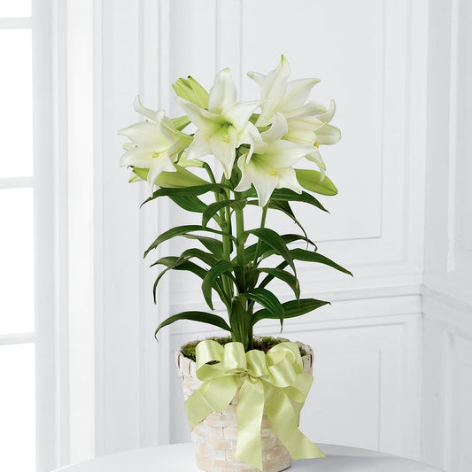 Easter Lily Plant –  Citiflowers, Silver Spring MD