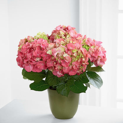 Pink Hydrangea Planter –  Citiflowers, Silver Spring MD