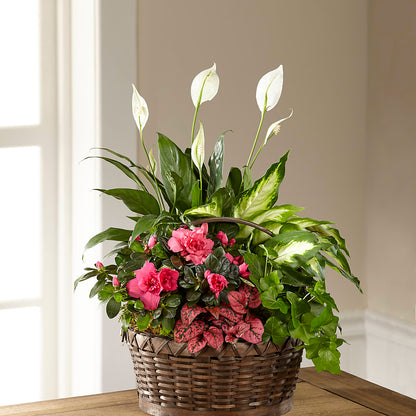 Dream in Pink Dishgarden –  Citiflowers, Silver Spring MD