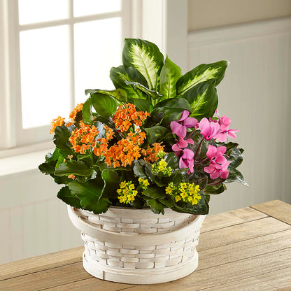 Color Crush Dishgarden –  Citiflowers, Silver Spring MD
