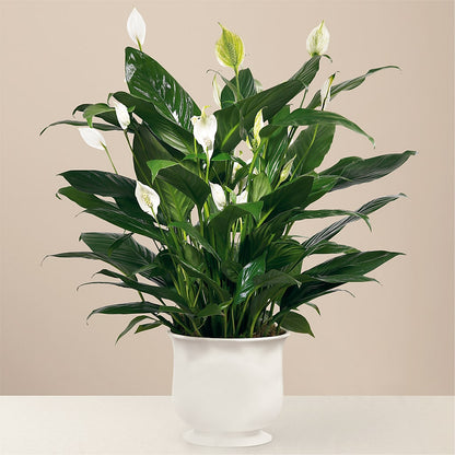 Comfort Planter –  Citiflowers, Silver Spring MD