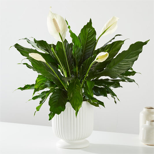 Comfort Planter –  Citiflowers, Silver Spring MD
