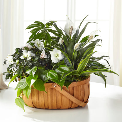Serene Dishgarden –  Citiflowers, Silver Spring MD