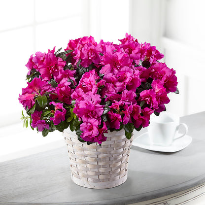 Hope & Serenity Azalea Plant –  Citiflowers, Silver Spring MD