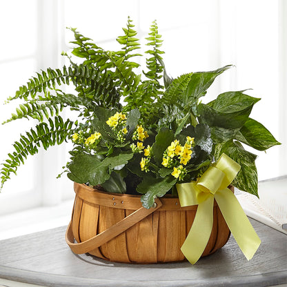 Always Dear Dishgarden –  Citiflowers, Silver Spring MD