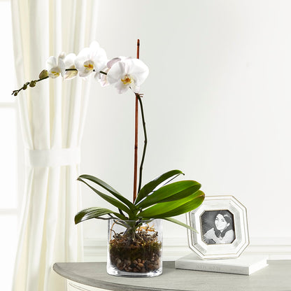 White Orchid Planter –  Citiflowers, Silver Spring MD